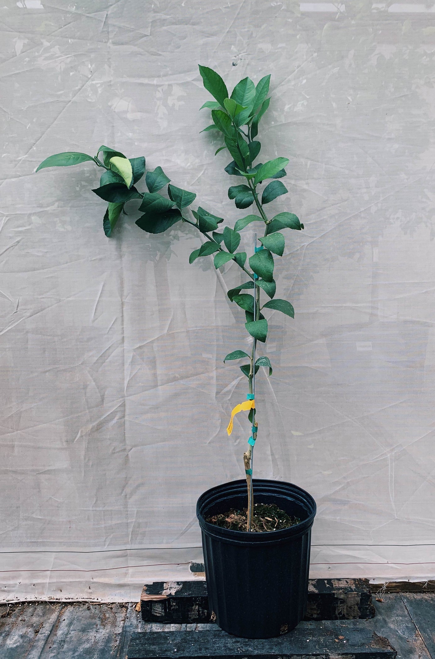 Meyer Lemon Trees For Sale Backyard Citrus Trees