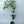 Navel Orange Tree