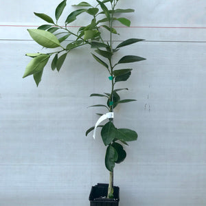 Navel Orange Tree