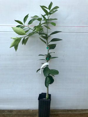 Navel Orange Tree