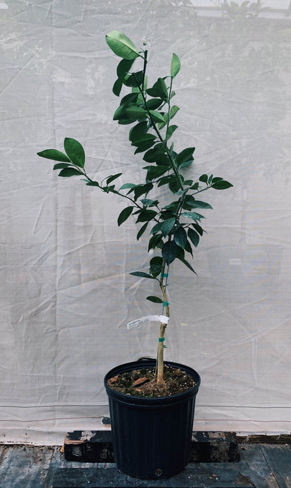 Navel Orange Tree 3 Gallon