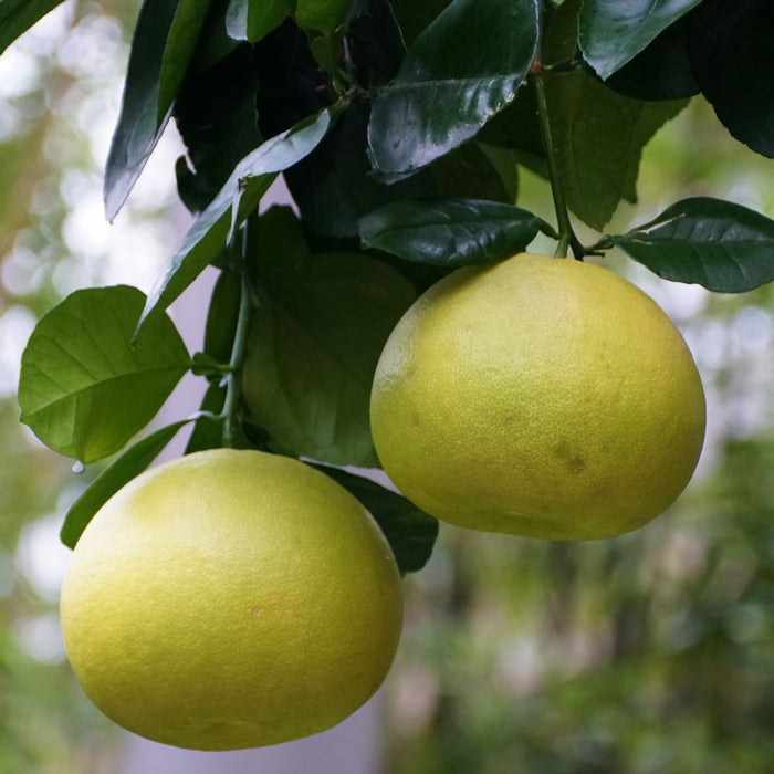 Oroblanco Grapefruit Tree