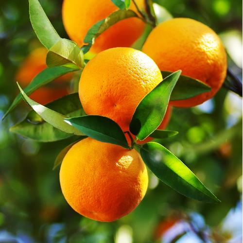 images of orange trees