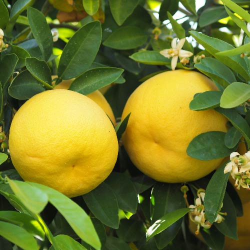 Florida Thompson Grapefruit Trees For Sale Backyard Citrus Trees