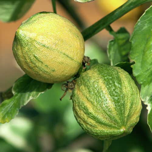 Pink Variegated Eureka Lemon Tree