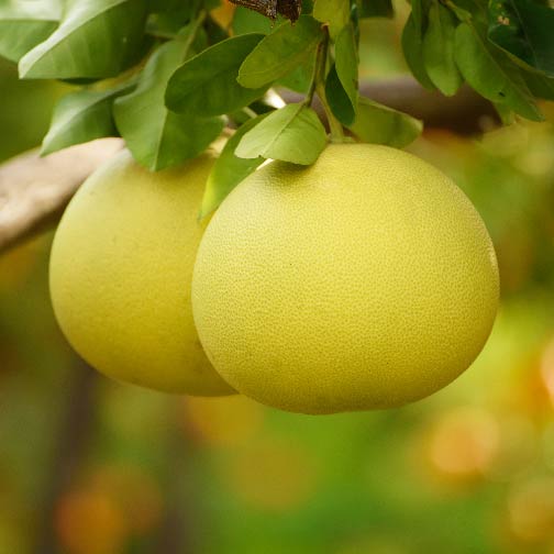 Pomelo Hirado Pink Tree