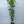 Ponderosa Lemon Tree 1 Gallon