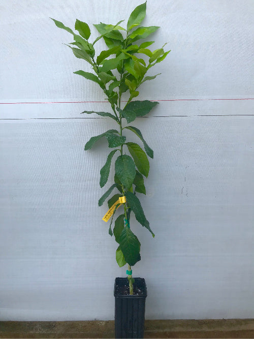 Ponderosa Lemon Tree 1 Gallon