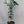 Ponderosa Lemon Tree 3 Gallon