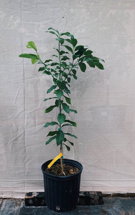 Ponderosa Lemon Tree 3 Gallon