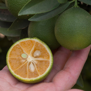 Red Lime Fruit