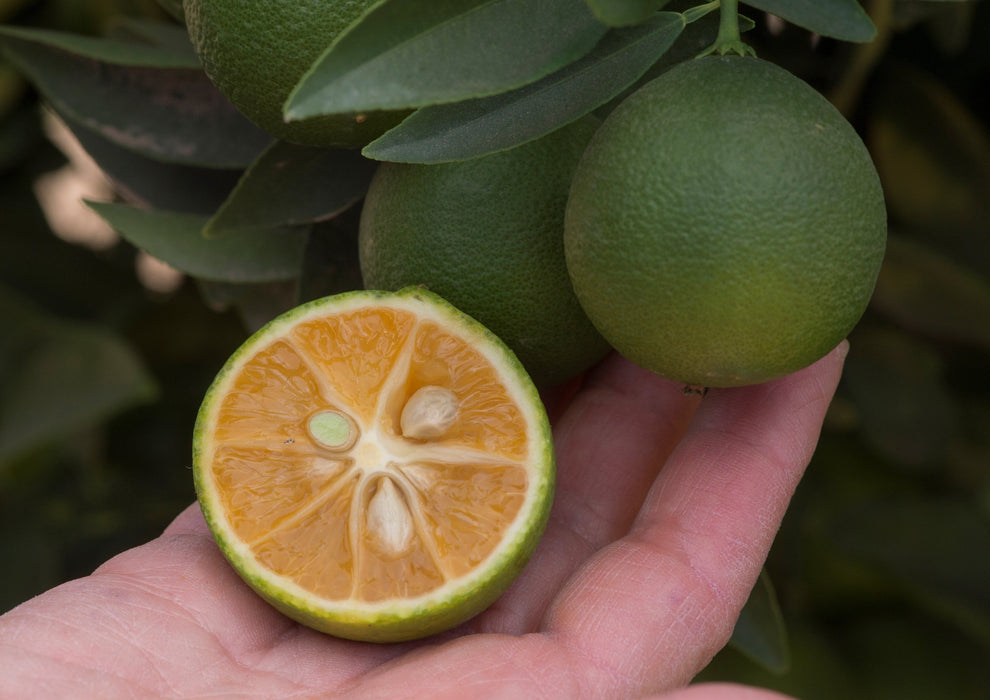 Red Lime Fruit