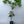 Ray Red Grapefruit Tree 1 Gallon