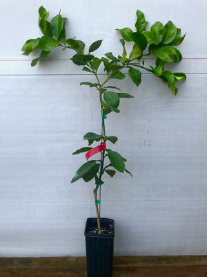 Ray Red Grapefruit Tree 1 Gallon