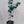 Ray Red Grapefruit Tree 3 Gallon