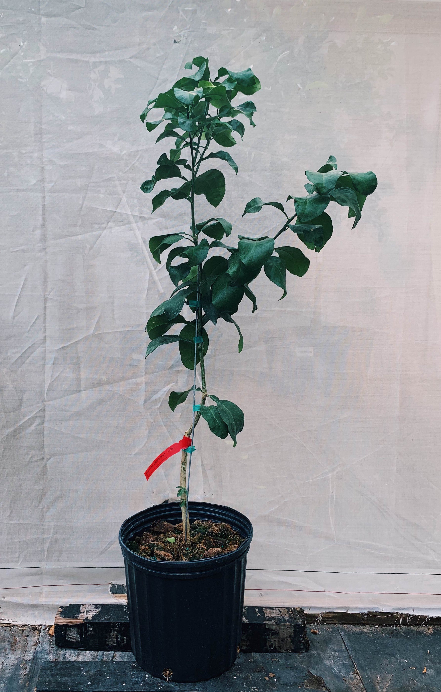 Ray Ruby Red Grapefruit Trees For Sale McGill Citrus Nursery