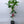 Orlando Tangelo Tree