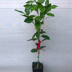 Orlando Tangelo Tree