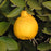 Sanbokan Lemon Tree