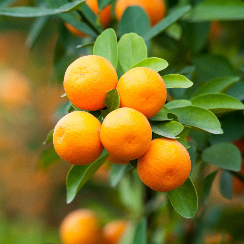 Satsuma Mandarin Orange Tree ‘Frost Owari’ (Citrus unshiu)