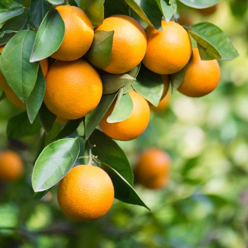 Seedless Pineapple Orange Tree