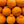 Shiranui Mandarin Tree