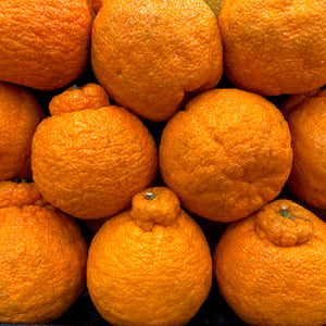 Shiranui Mandarin Tree