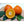 Sugar Belle® 'LB8-9' Mandarin Tree-Backyard Citrus Trees