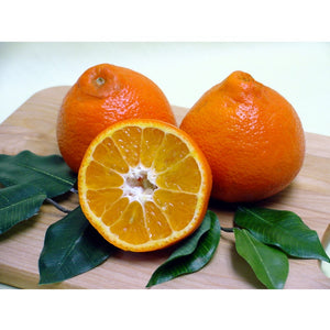 Sugar Belle® 'LB8-9' Mandarin Tree-Backyard Citrus Trees