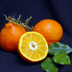 Sugar Belle® 'LB8-9' Mandarin Tree-Backyard Citrus Trees