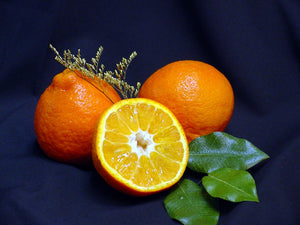 Sugar Belle® 'LB8-9' Mandarin Tree-Backyard Citrus Trees