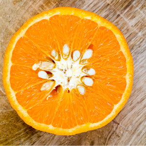 Temple Tangor Tree-Backyard Citrus Trees