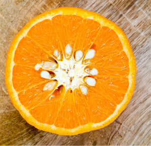 Temple Tangor Tree-Backyard Citrus Trees