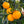 Temple Tangor Tree-Backyard Citrus Trees