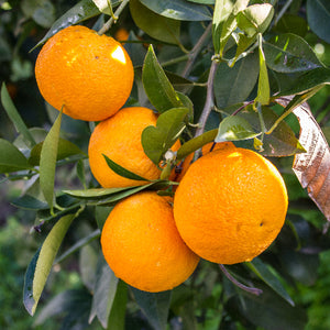 Temple Tangor Tree-Backyard Citrus Trees