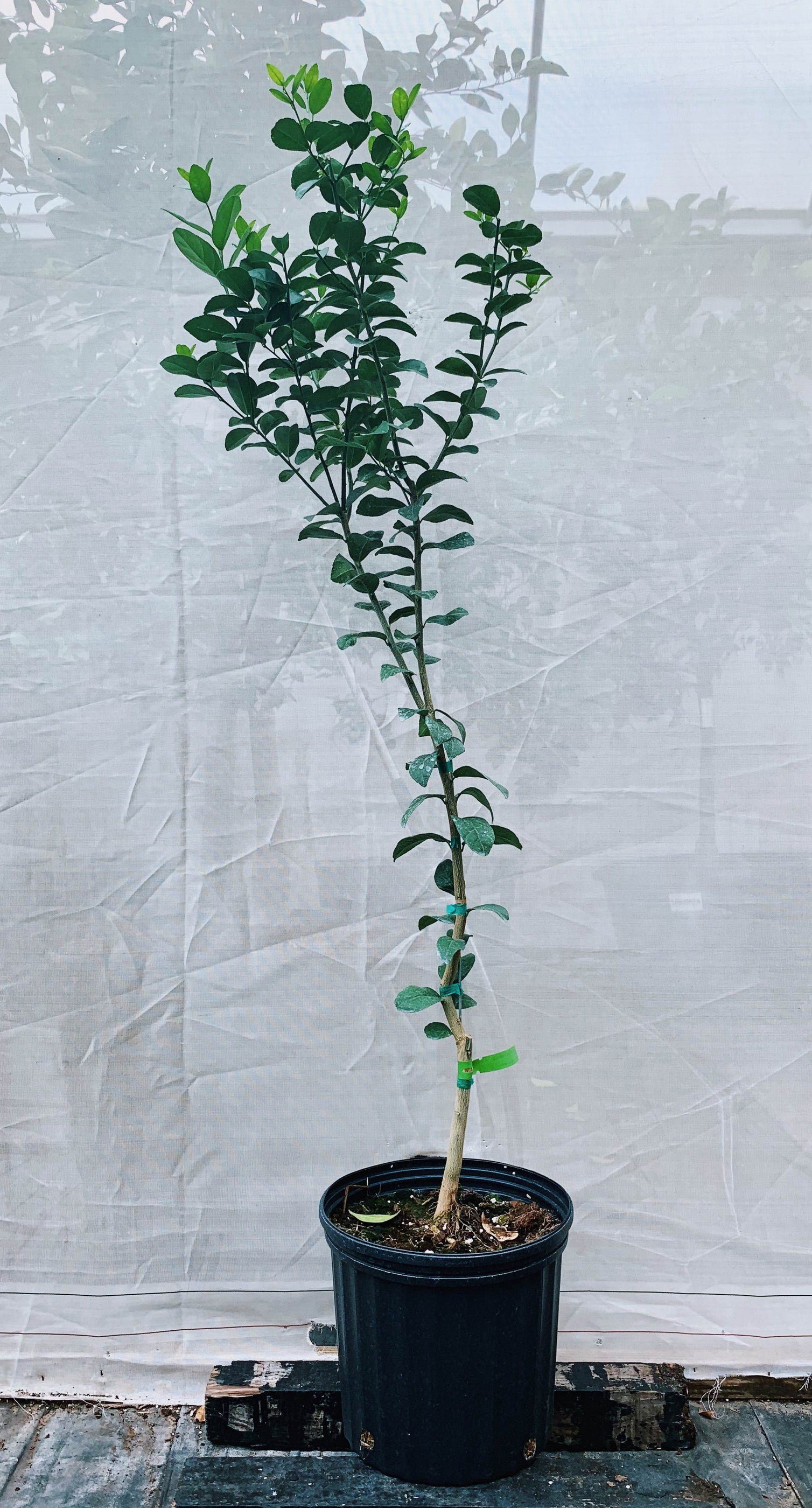 Thornless Key Lime Trees For Sale McGill Citrus Nursery