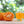 W Murcott Honey Tangerine Fruit