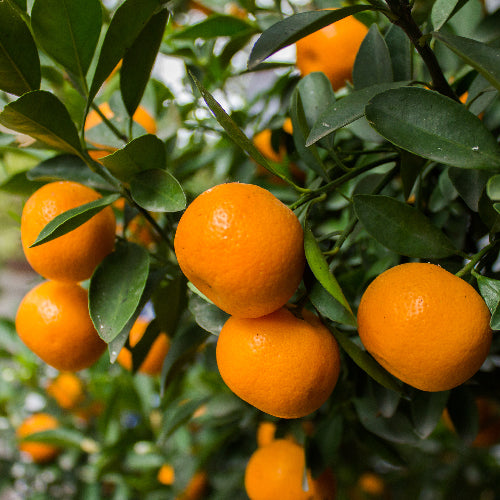 W Murcott Honey Tangerine Tree